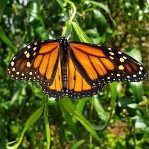 Meet your Posher, Annah